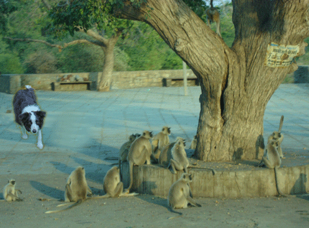 dog with monkeys