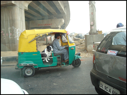 dog in tuk tuk