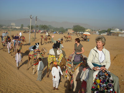 Dog on camel