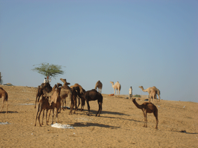 camels